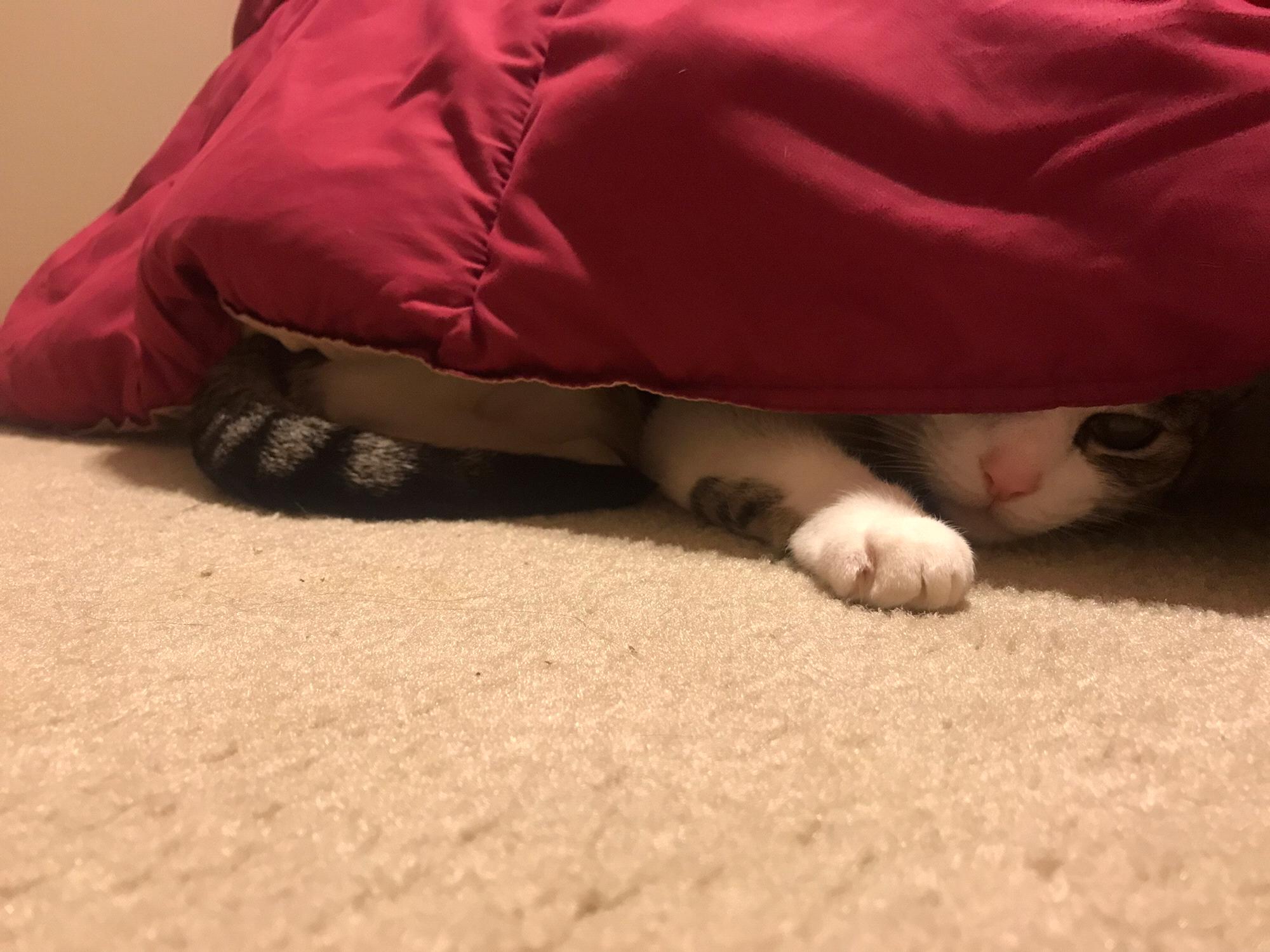 Kazé hiding like a pro.