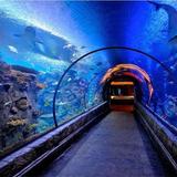 Shark Reef Aquarium at Mandalay Bay