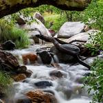 Madera Canyon