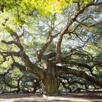Angel Oak Park