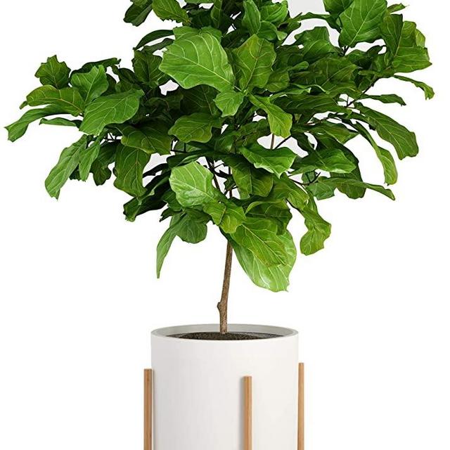 Fox & Fern Modern Plant Stand with 15" Pot - Including White Planter Pot - Drainage Plug - Bamboo Wood