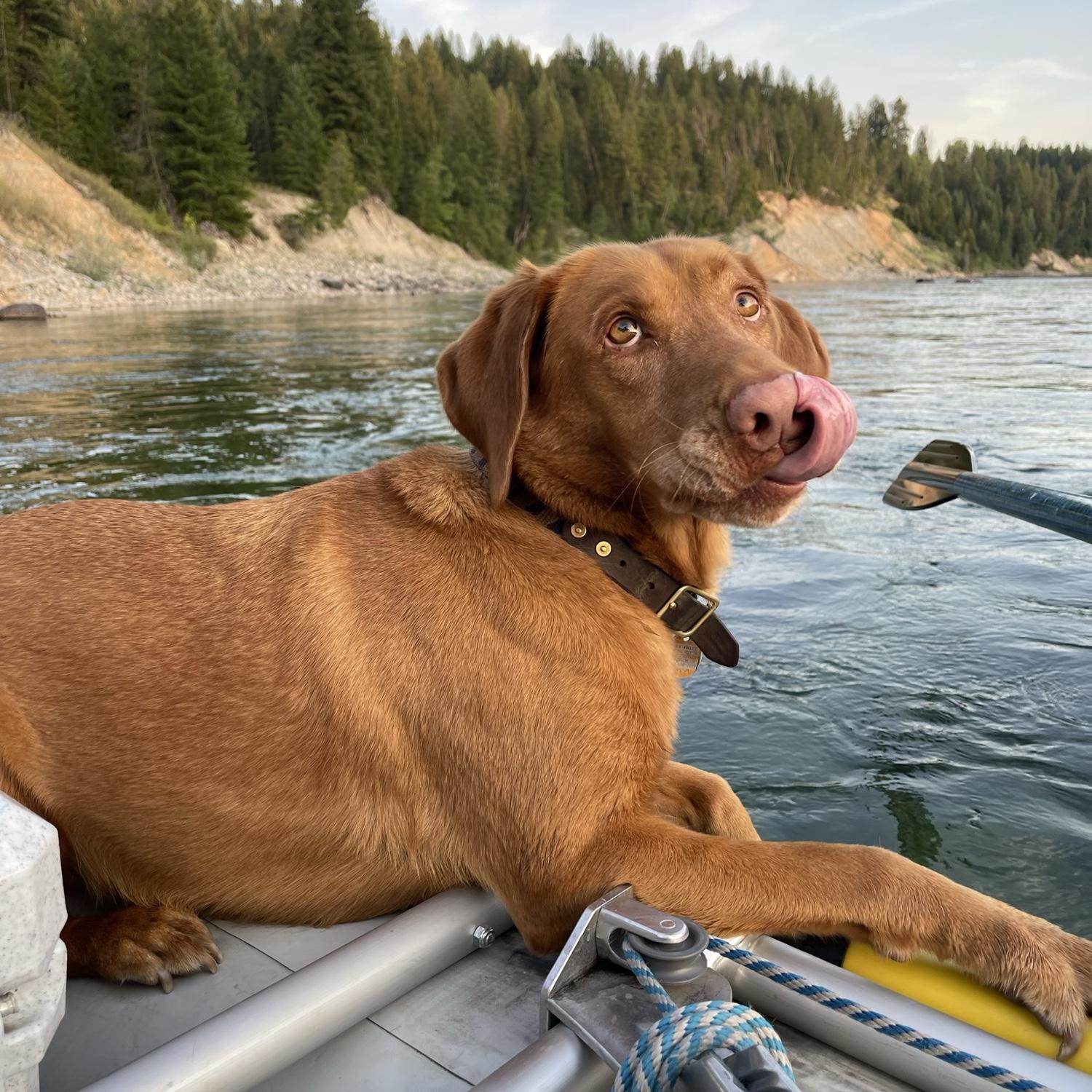 Boonie the boat dawg