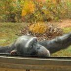 Project Chimps