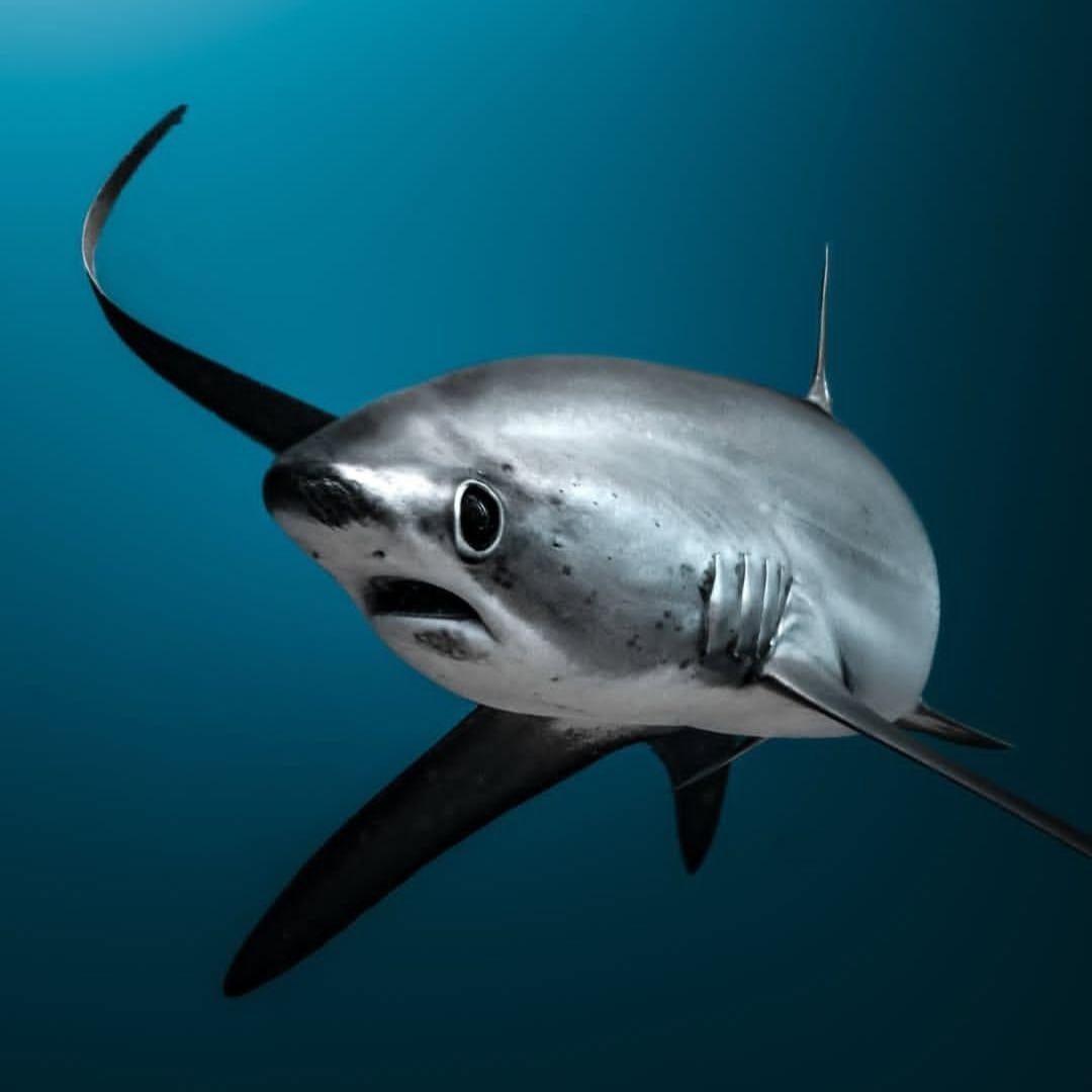 I was forced to upload this -FA