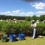 Fairhope Tea Plantation