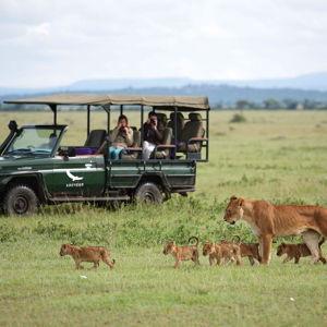 Game Drive in the Serengeti