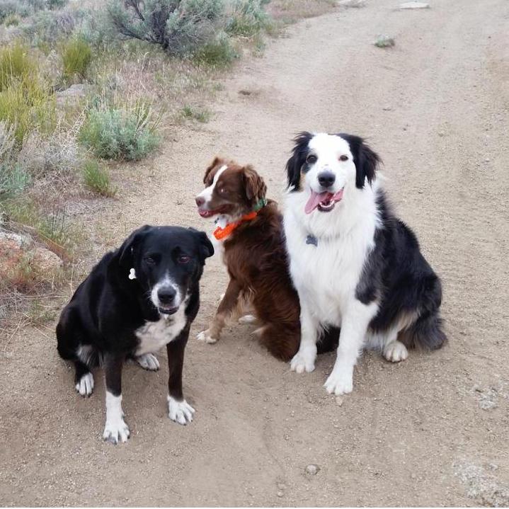 Our fur babies, (from left to right) Sammie, Copper, and Grace.