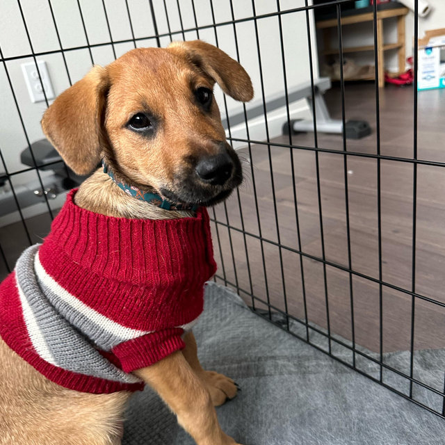 Mutts and meow rescue