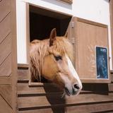 Misawa Horse Park