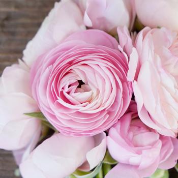 The Wedding Website of Laura Van Curen and Christopher Glaunert