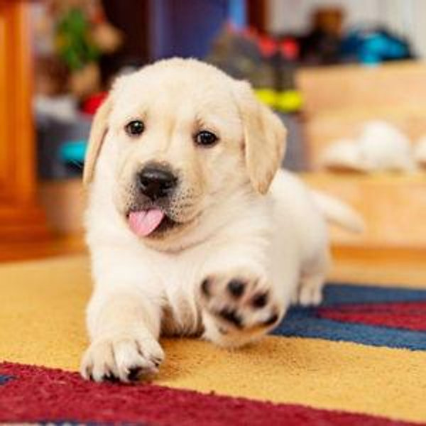 Our New Puppy