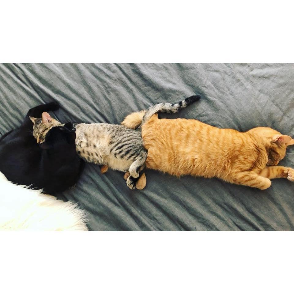 Our fur babies!!!