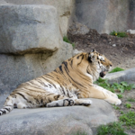 Brookfield Zoo