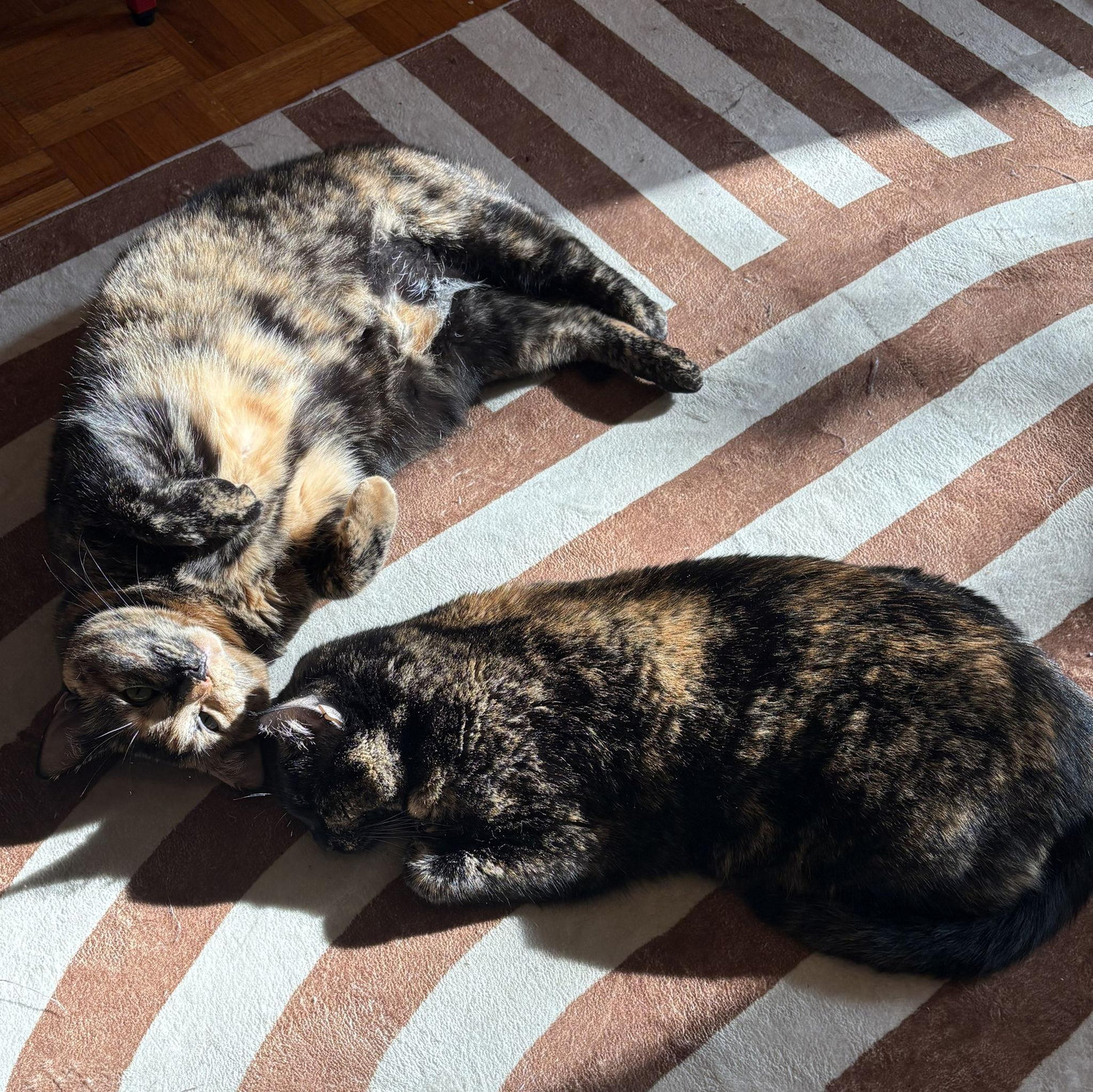cat nap
