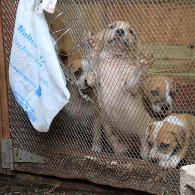Animal Recovery Mission