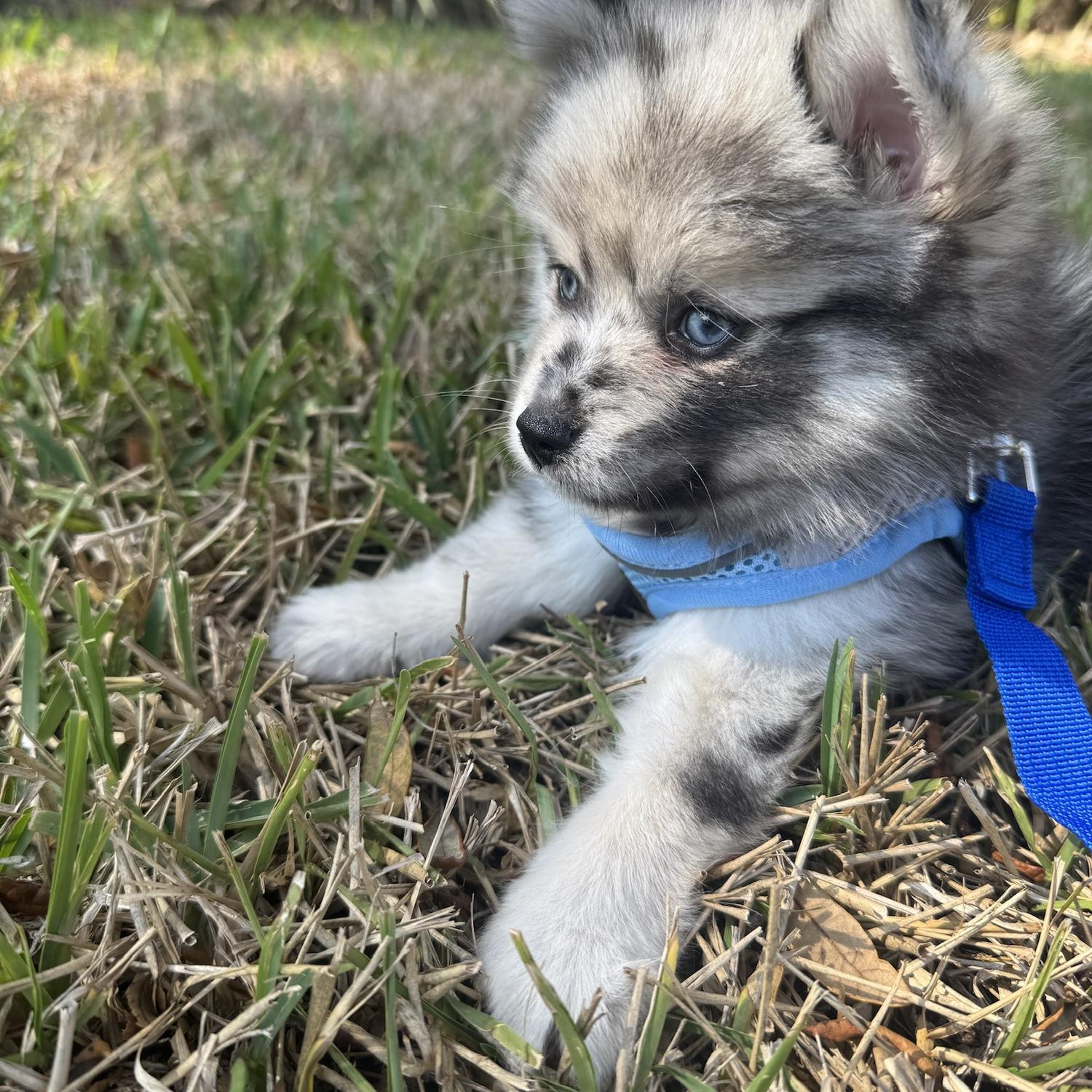 Auggie’s first moments
