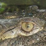 La Tovara Wildlife Jungle Cruise/Wildlife Refuge