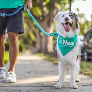 1 Month of Wag! Walking