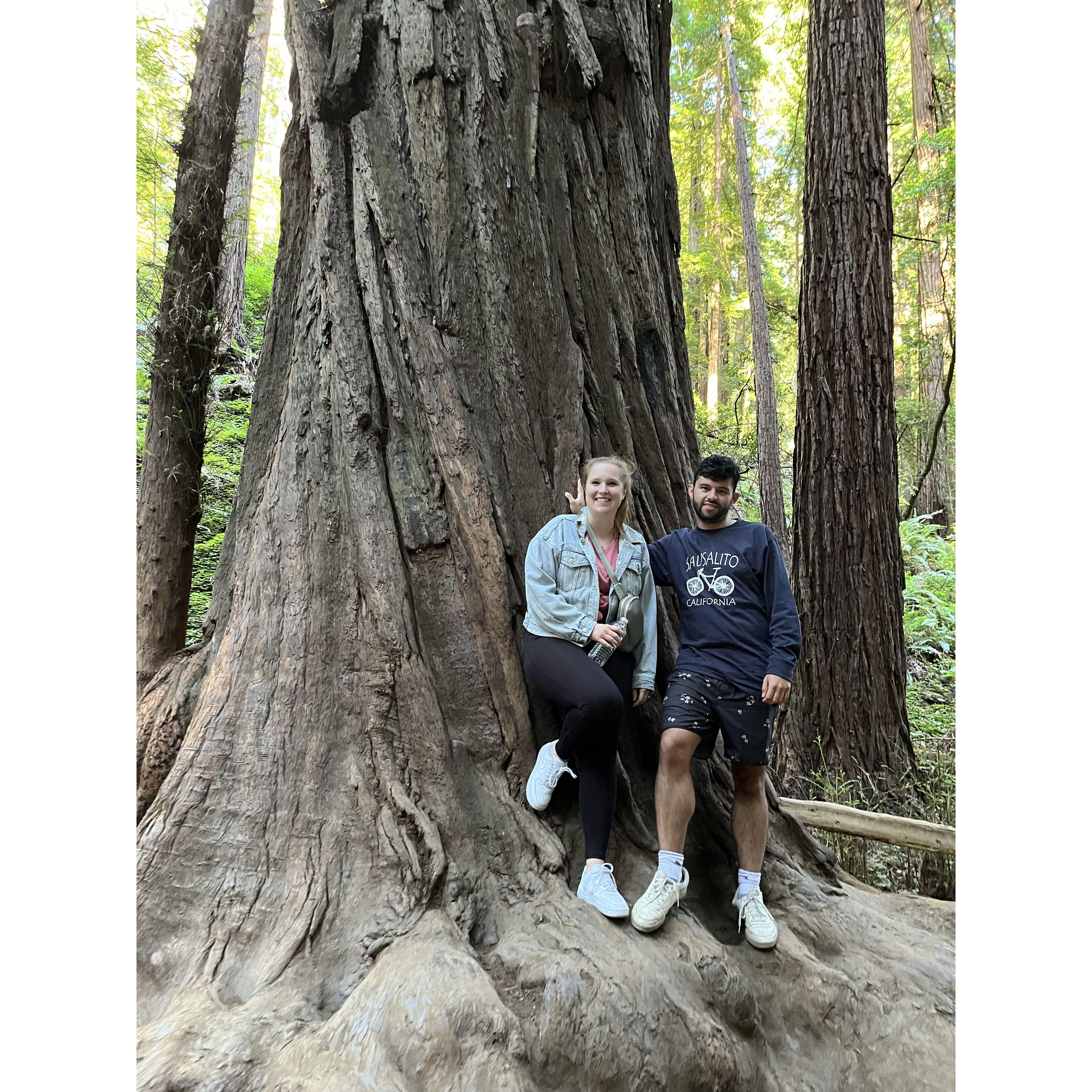 Visiting the Sequoia Trees in California.