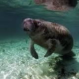 Manatee Park