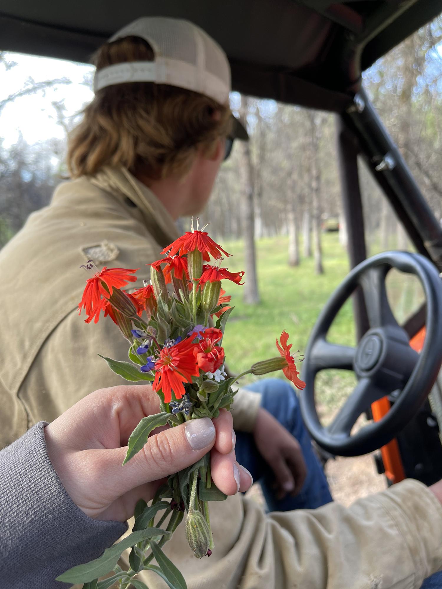 Picking wildflowers while looking for a bull