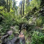 Forest Park Trailhead