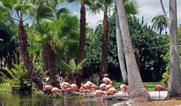 Sarasota Jungle Gardens
