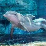 Clearwater Marine Aquarium