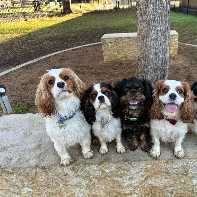 Cavalier Rescue USA