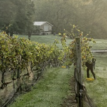 Paradise Springs Winery