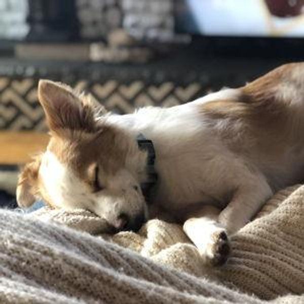 Kadie's Pampered Pup Fund