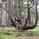 Octopus Tree