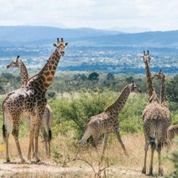 Africa Honeymoon