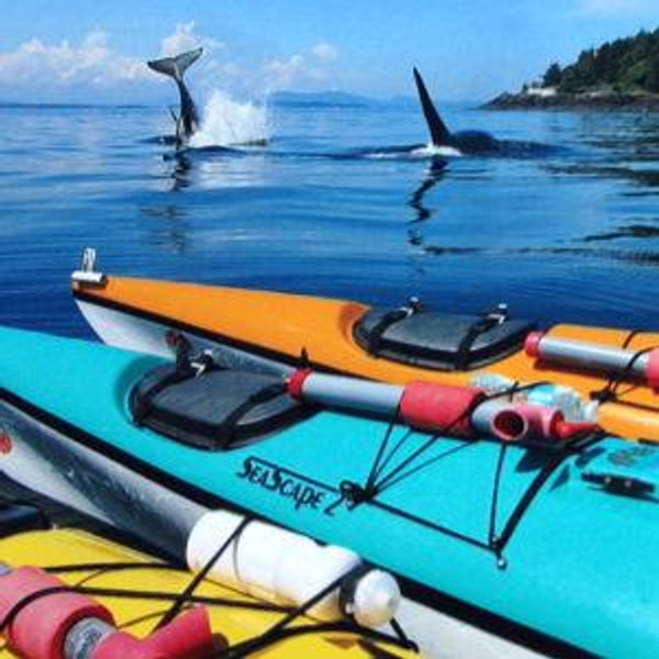 Help Katie see an orca from a kayak