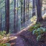 Reinhardt Redwood Regional Park