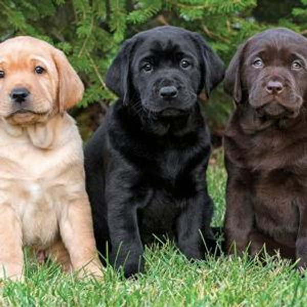 Pup Fund