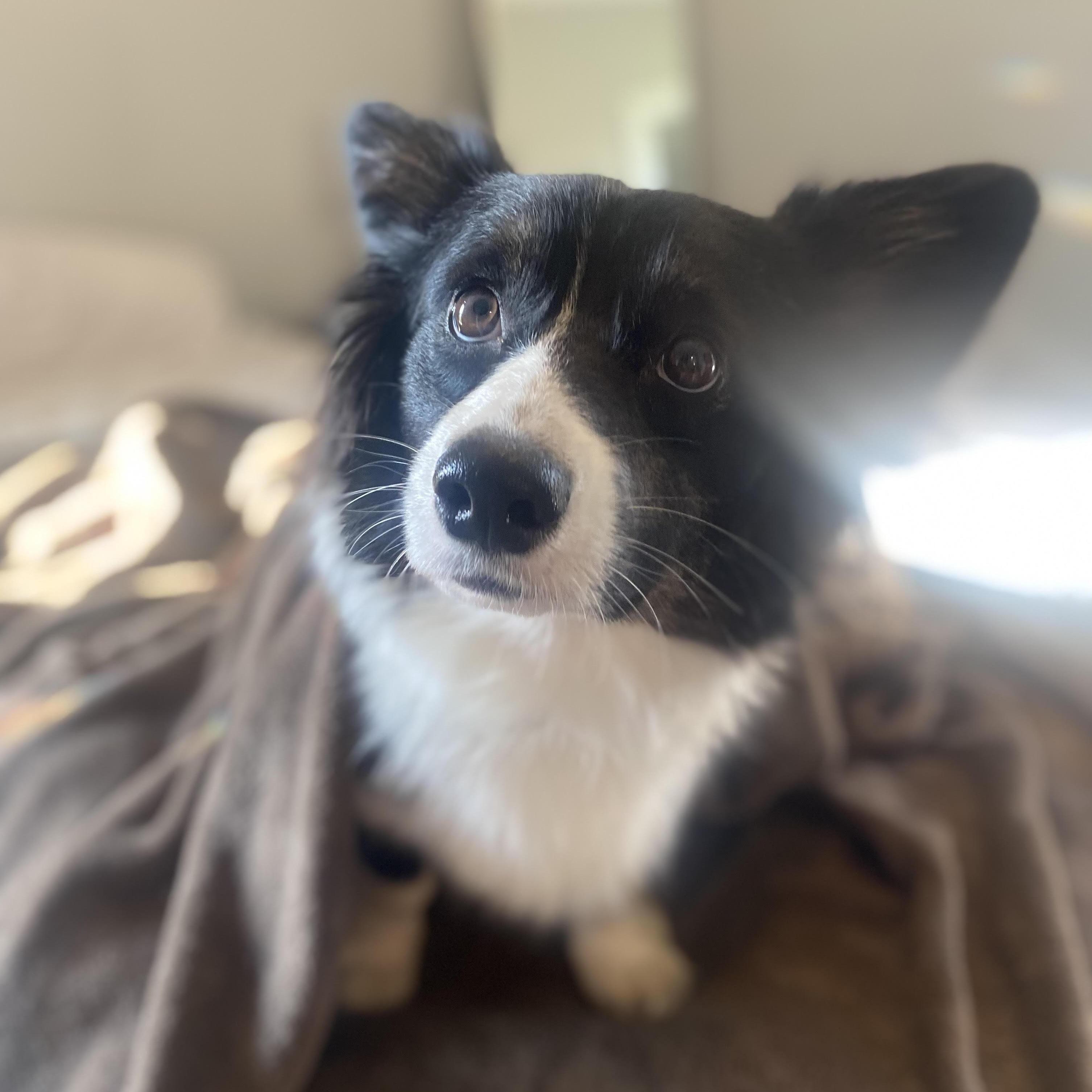 Our Border Corgi, Sadie May. :)