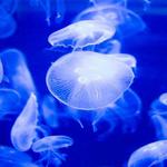 North Carolina Aquarium at Fort Fisher