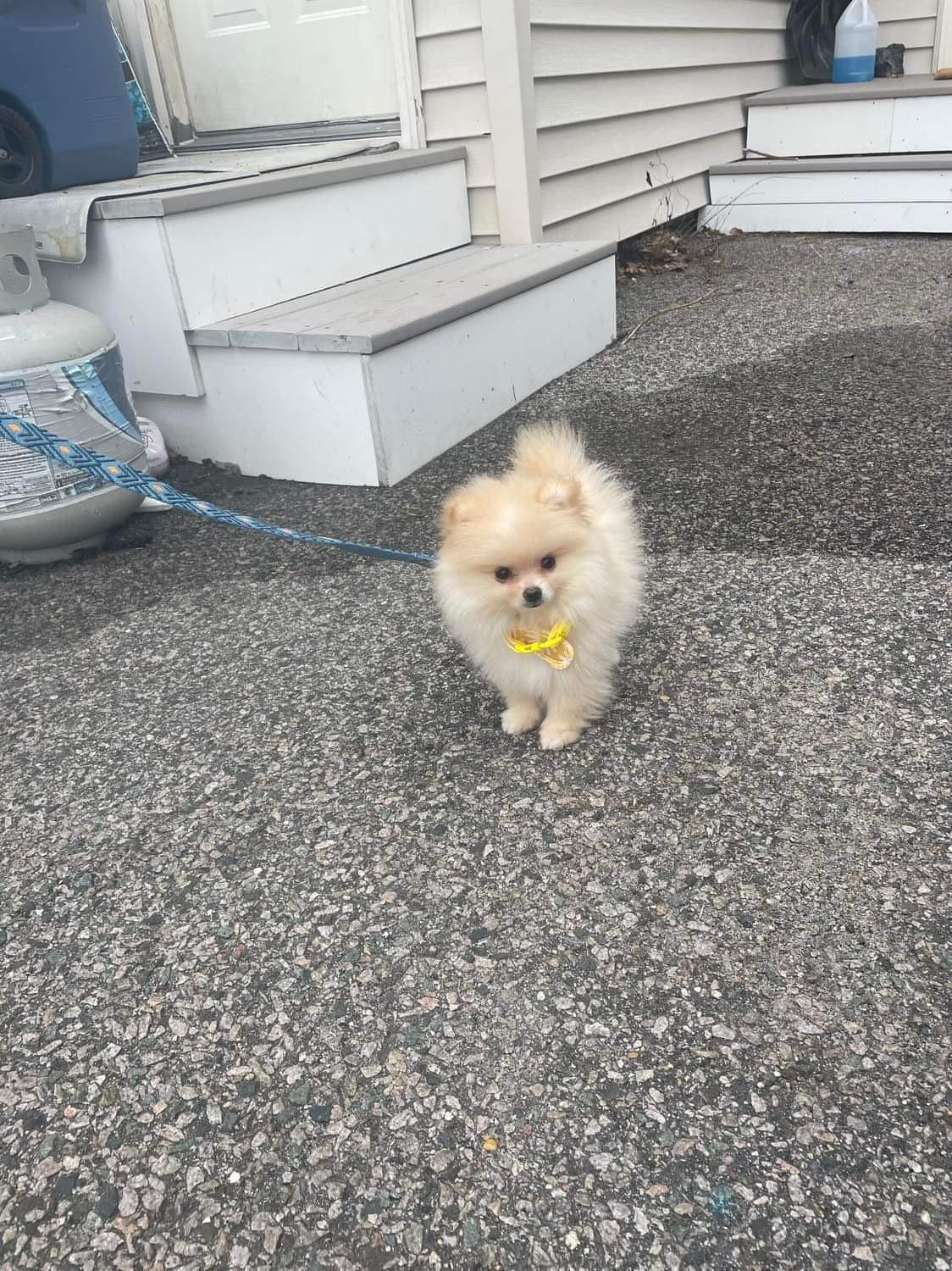 Noodles the Pomeranian