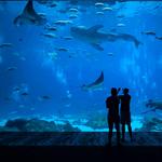 Monterey Bay Aquarium