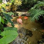 The Key West Butterfly and Nature Conservatory