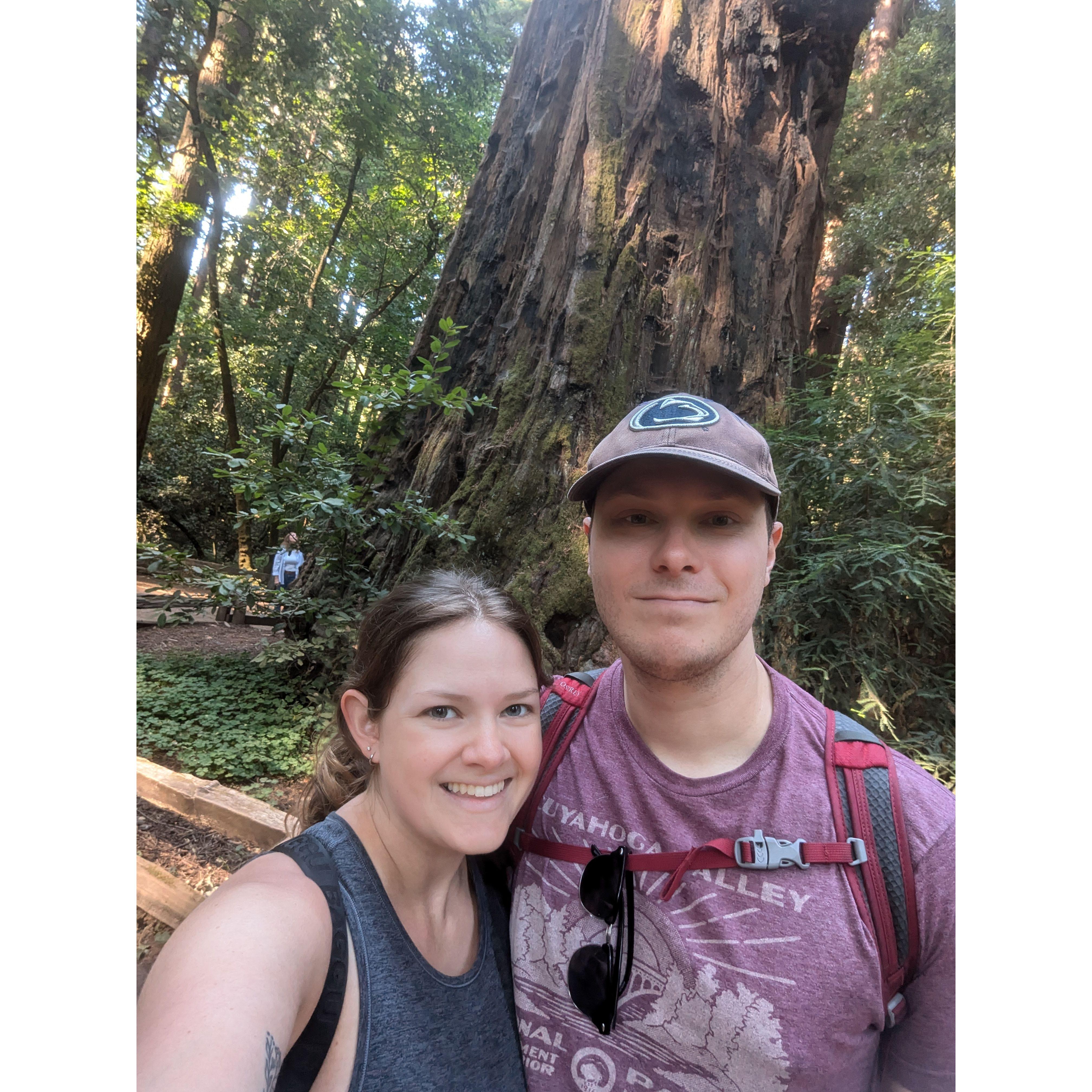 Seeing the California Redwoods