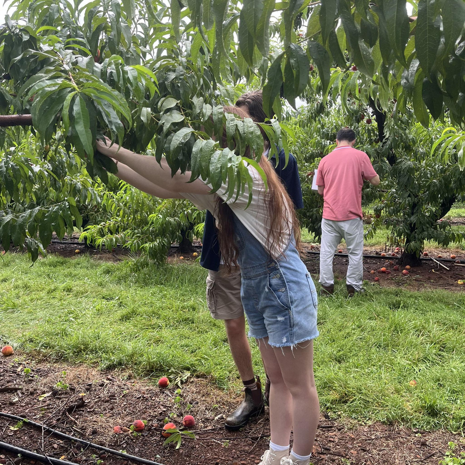 Picking peaches with Micaiah's family