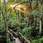 Rock Bridge State Park