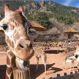 Cheyenne Mountain Zoo
