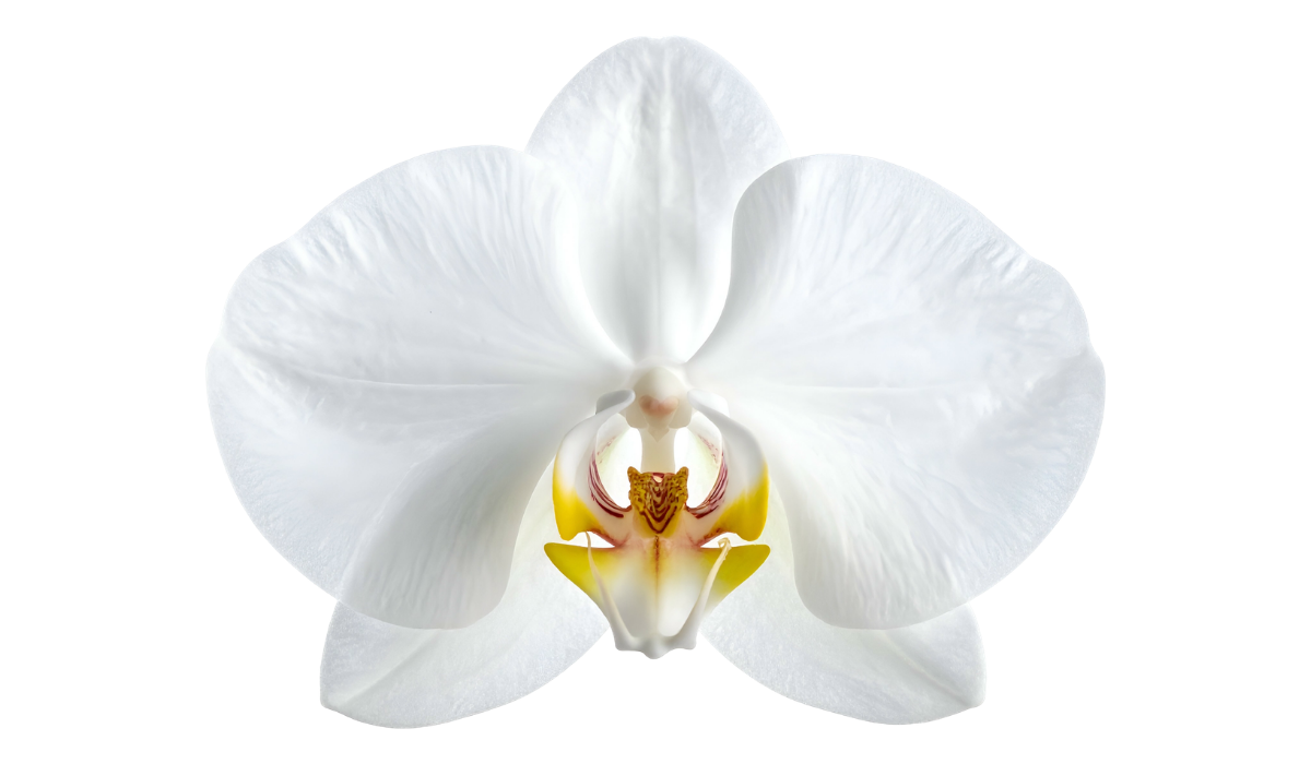 Footer image