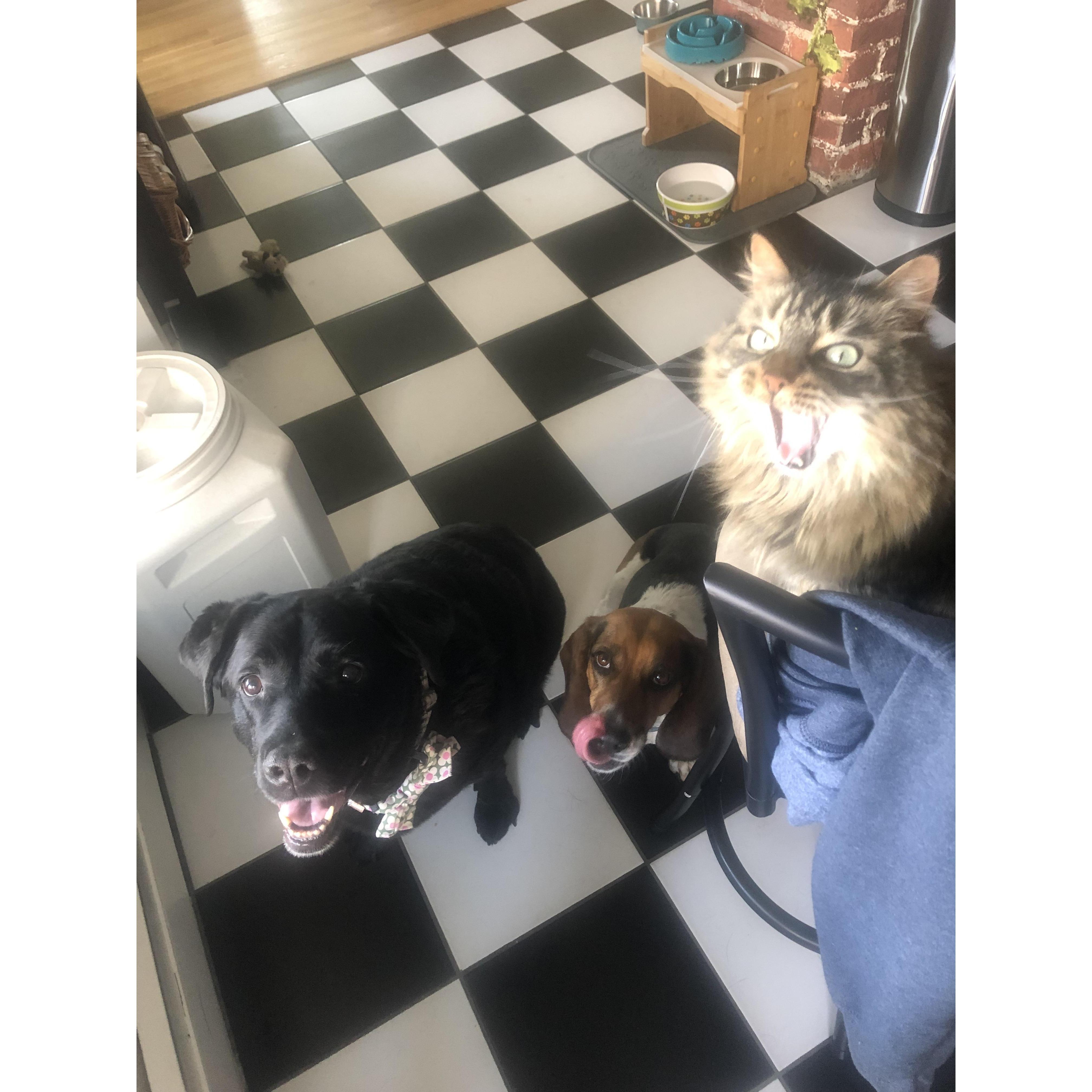 WE WANT MORE COOKIES STAT