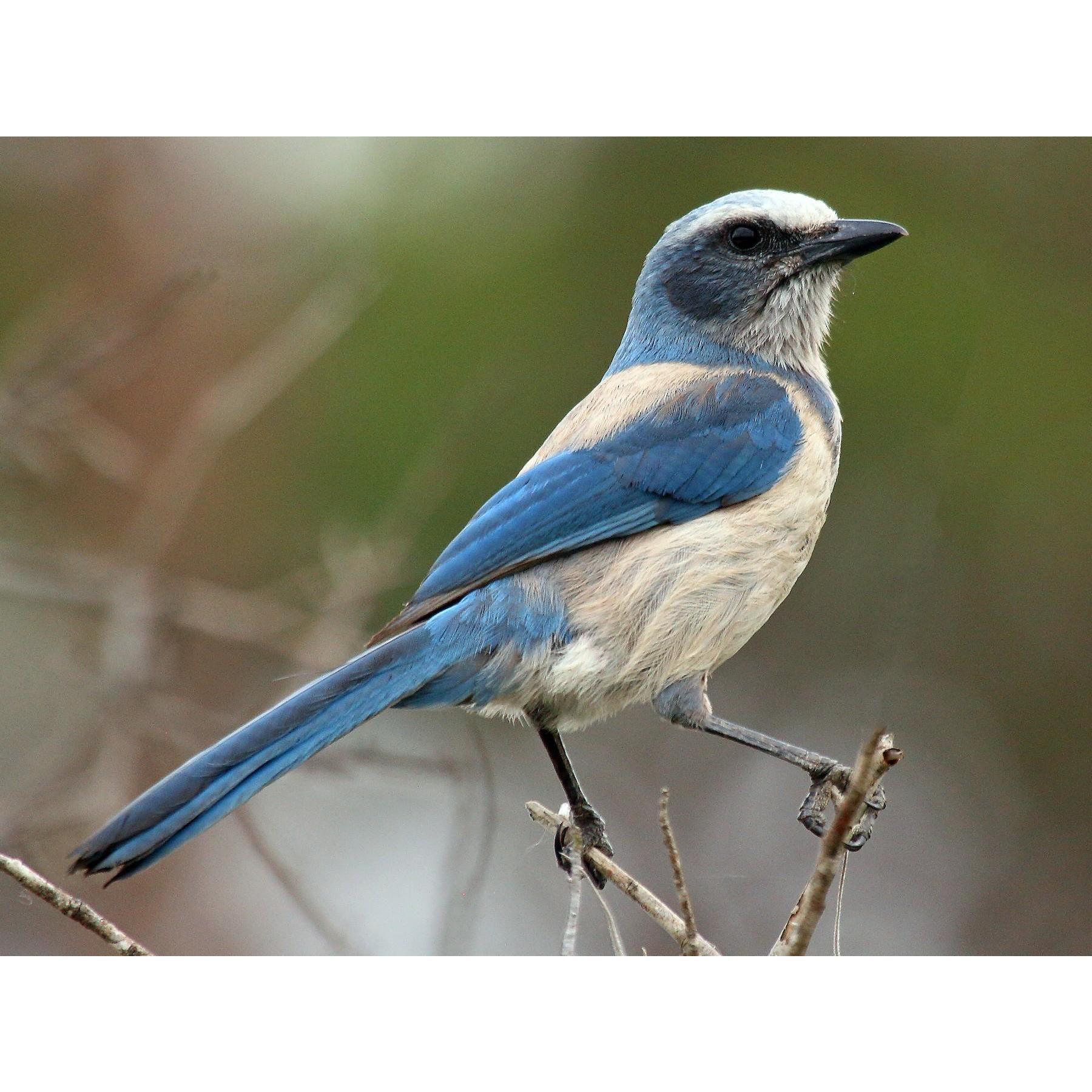 Are you actually still looking at these? Here's a picture of a scrub jay
