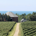 Lake Erie Wine Country