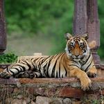 Things to Do in Ranthambore National Park